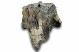 Bargain, Fossil Woolly Rhino (Coelodonta) Tooth - Siberia #257844-1